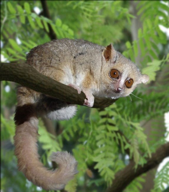 Small gray mouse lemur with large orange eyes and a long tail clinging to a branch among green ferns