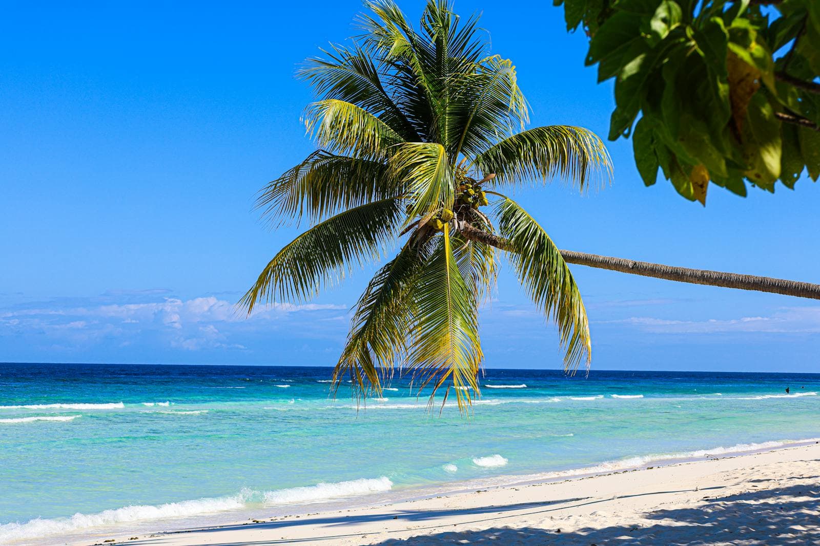 Tropical Caribbean beach with a leaning coconut palm framing white sand, turquoise water, and a bright blue sky